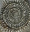 Dactylioceras Ammonite Fossil - England #100463-1